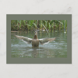 Duck Spreading Wings DIY Postcard