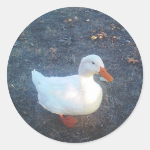 Duck Stickers