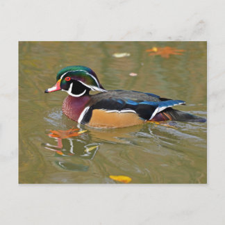 DUCK SWIMMING IN LAKE. BEAUTIFUL  WOOD DUCK GIFT POSTCARD
