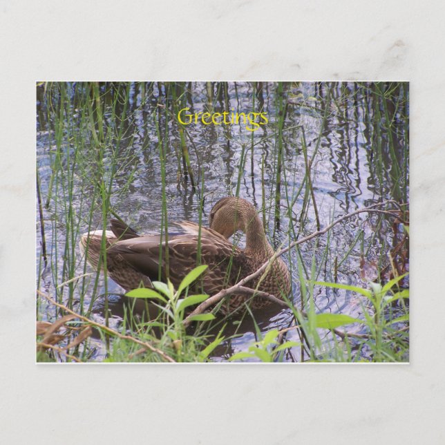 Duck swimming on a pond postcard (Front)