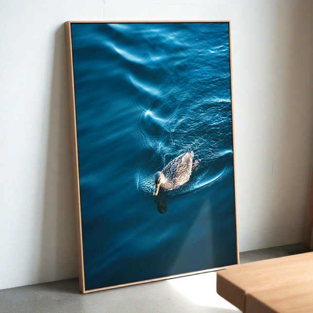 Duck Swimming Poster (Creator Uploaded)