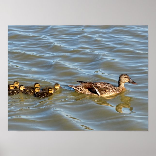 Duck swimming with ducklings poster (Front)