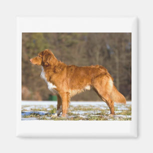 Duck_Toller full.png Magnet