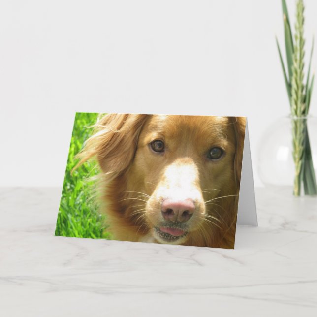 Duck Toller Greeting Card (Front)