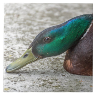 Duck up close ceramic tile