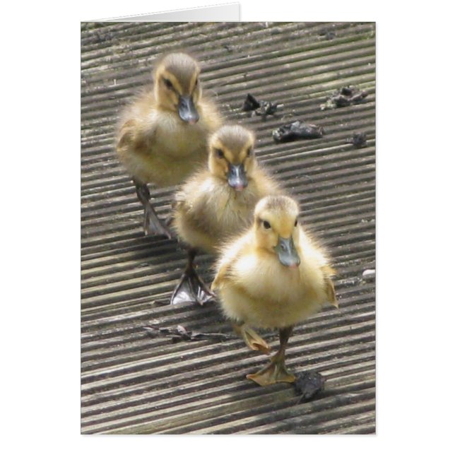 Duck Visitors (Front)