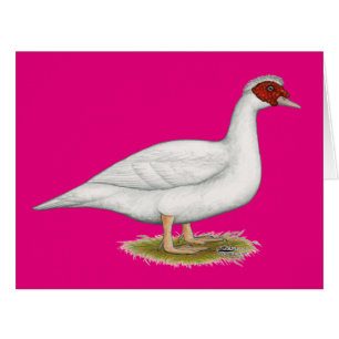 Duck White Muscovy