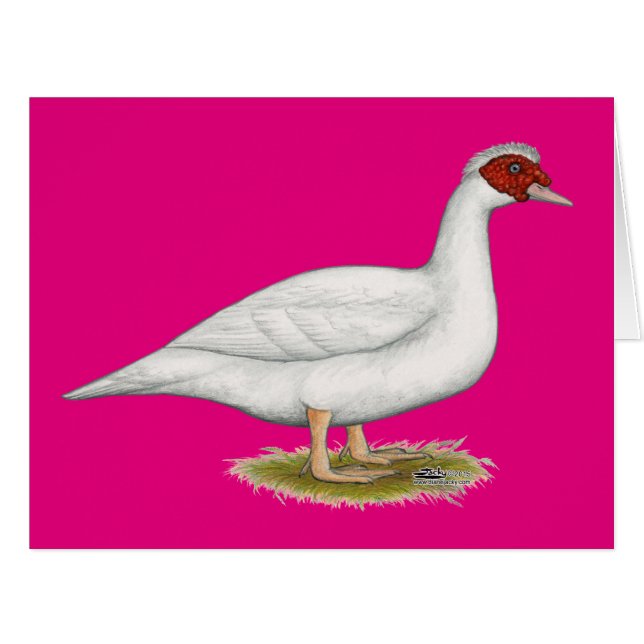 Duck White Muscovy (Front Horizontal)