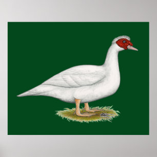 Duck White Muscovy Poster