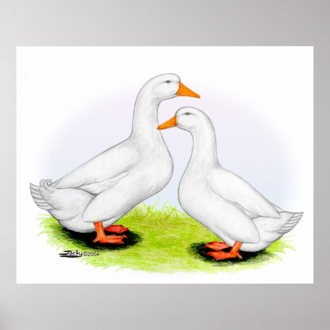 Duck:  White Pekins Poster (Front)