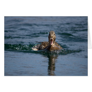 Duck with beak open