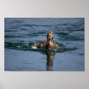 Duck with beak open poster