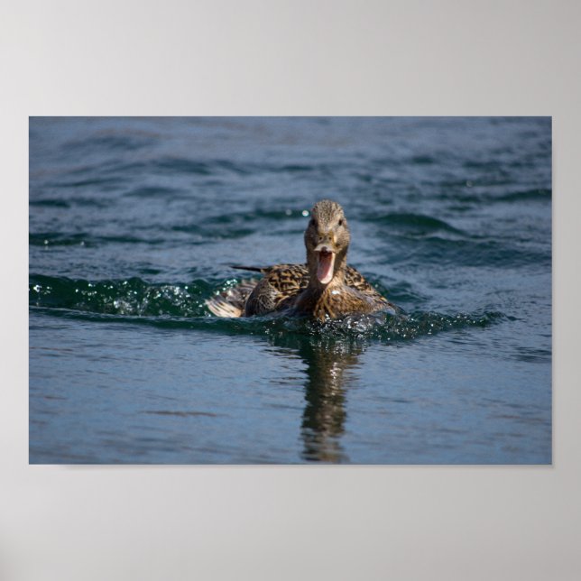 Duck with beak open poster (Front)