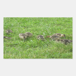 Duckies in the Grass Rectangular Sticker