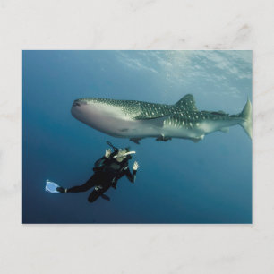 Ducking For Cover? Postcard