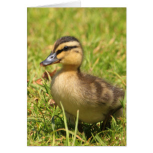 Duckling