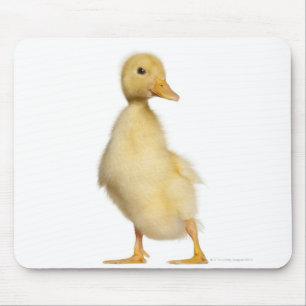 Duckling (1 week old) mouse pad