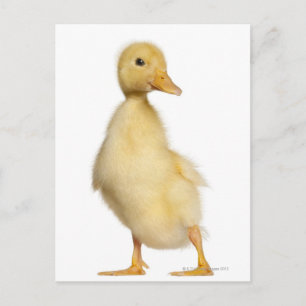 Duckling (1 week old) postcard