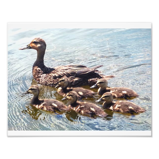 Duckling and Duck Photography Prints (Front)