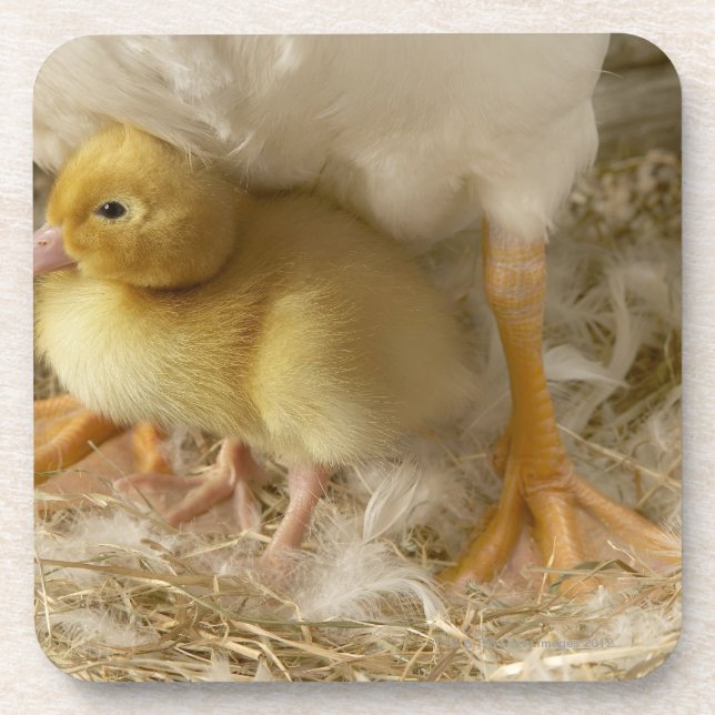 Duckling between mother's legs coaster (Front)