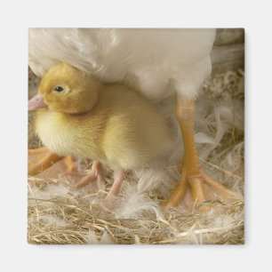 Duckling between mother's legs magnet