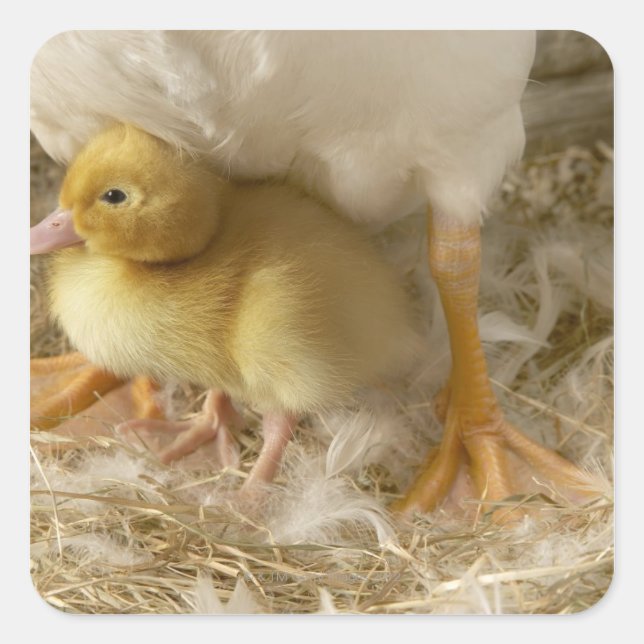 Duckling between mother's legs square sticker (Front)
