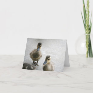 Duckling Blank Card