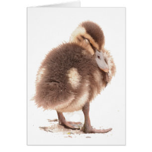 Duckling Card