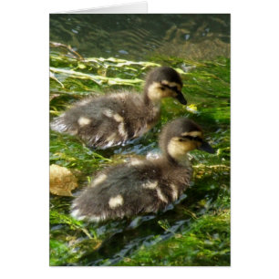 Duckling Card