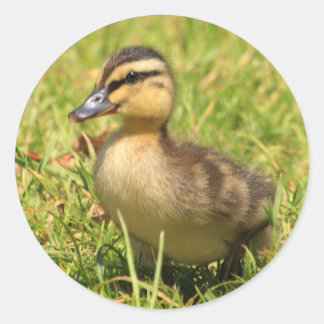 Duckling Classic Round Sticker