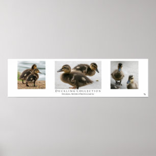 "Duckling Collection", White Poster