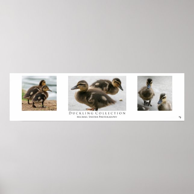 "Duckling Collection", White Poster (Front)