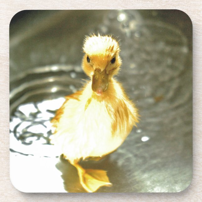 Duckling has a bath. coaster (Front)