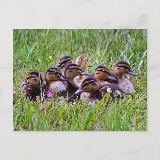 Duckling Huddle Postcard (Front)