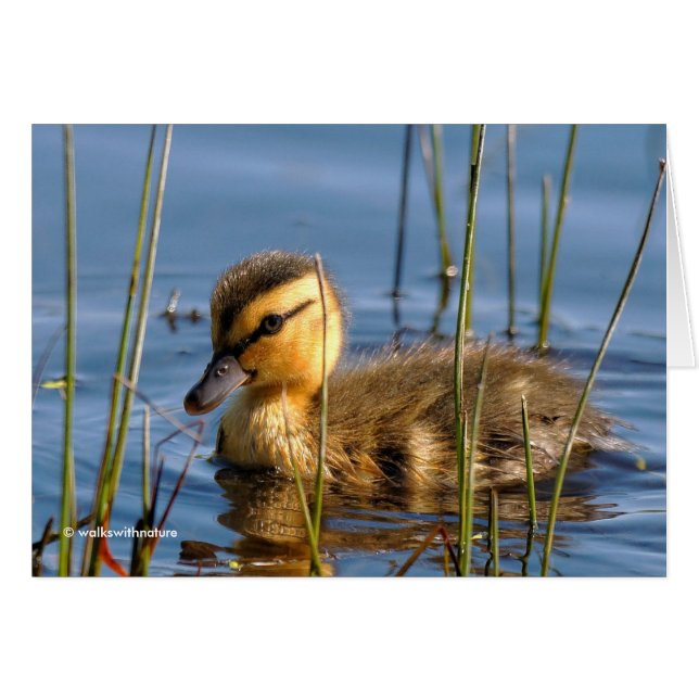 Duckling in the Reeds (Front Horizontal)
