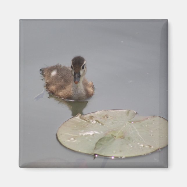 Duckling magnet (Front)
