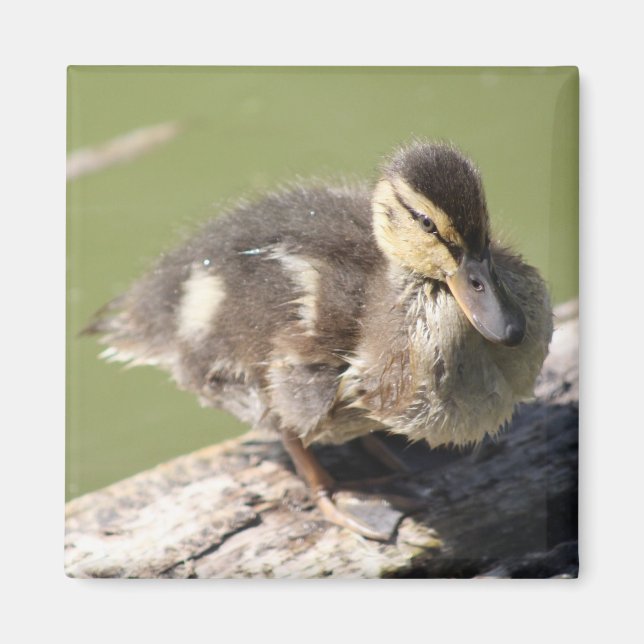 Duckling magnet (Front)