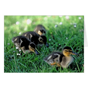 Duckling Parade