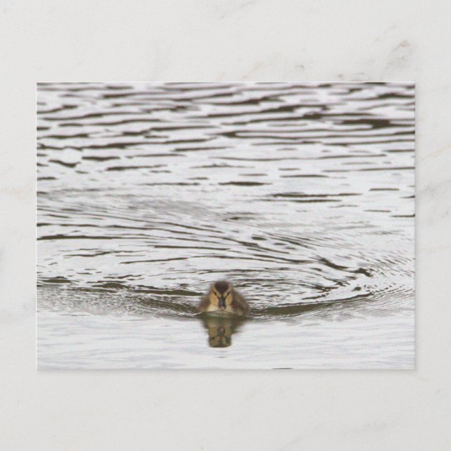 Duckling Photo Postcard (Front)