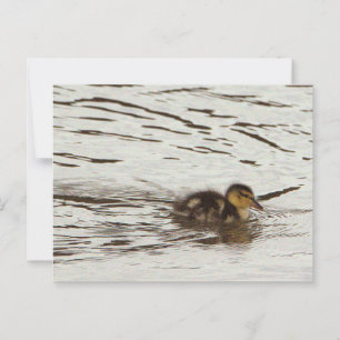 Duckling Photo Postcard