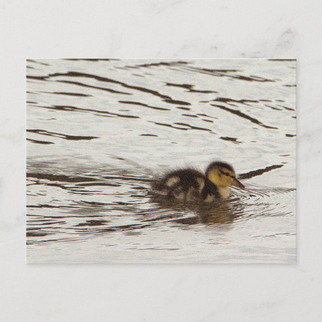 Duckling Photo Postcard (Front)