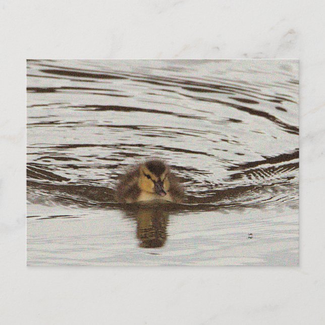 Duckling Photo Postcard (Front)