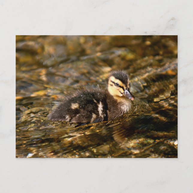 Duckling Postcard (Front)