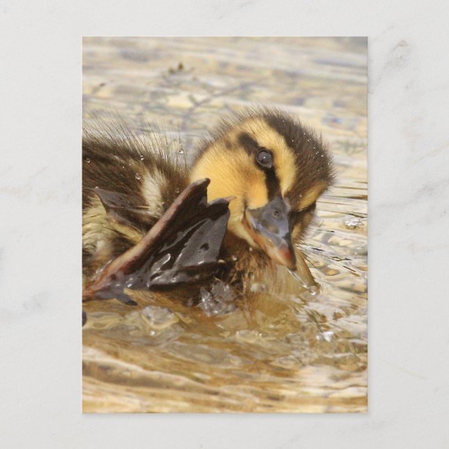 Duckling Postcard (Front)