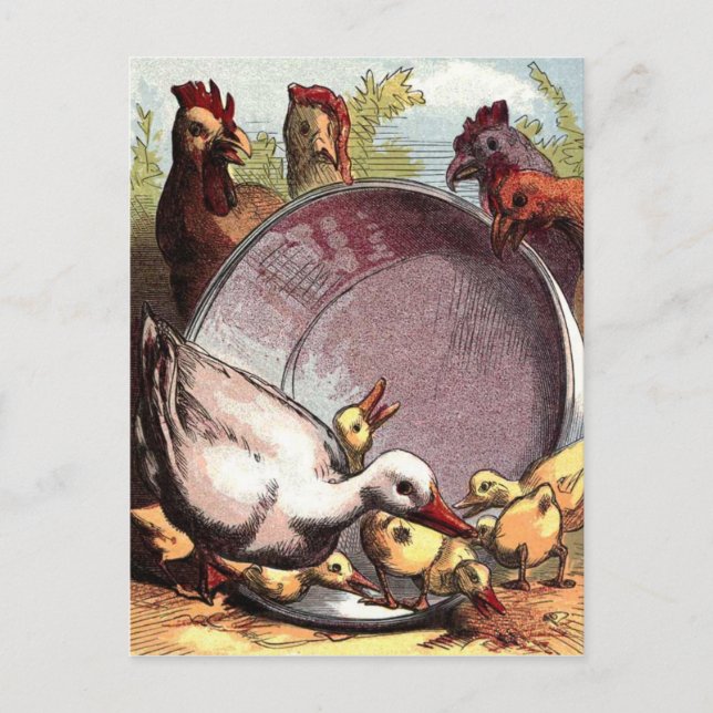 Ducklings and Hens Postcard (Front)