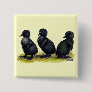 Ducklings Black Cayuga 15 Cm Square Badge