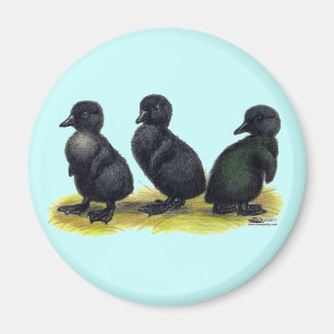 Ducklings Black Cayuga Magnet