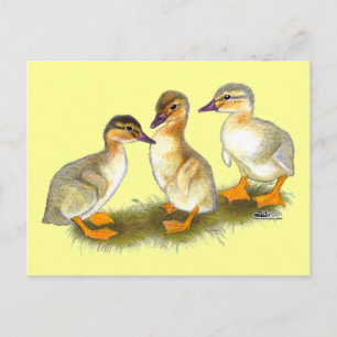 Ducklings: Buff Orpingtons Postcard