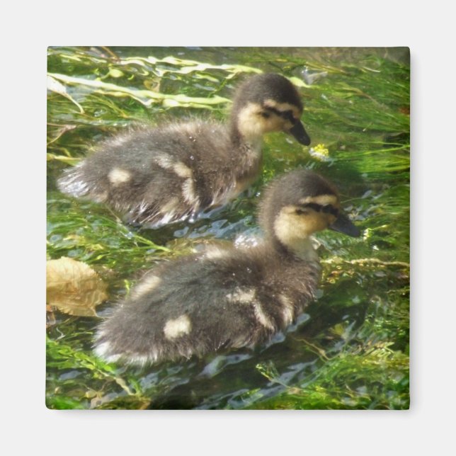 Ducklings Magnet (Front)