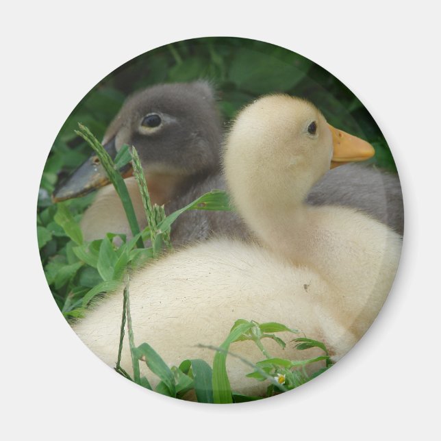 Ducklings Magnet (Front)